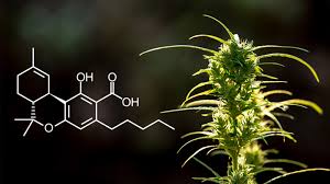 THCA Flower That Keeps You Balanced
