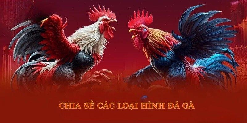 Vicclub Cockfighting - The Most Dramatic And Thrilling Experience 2025 2 7 1