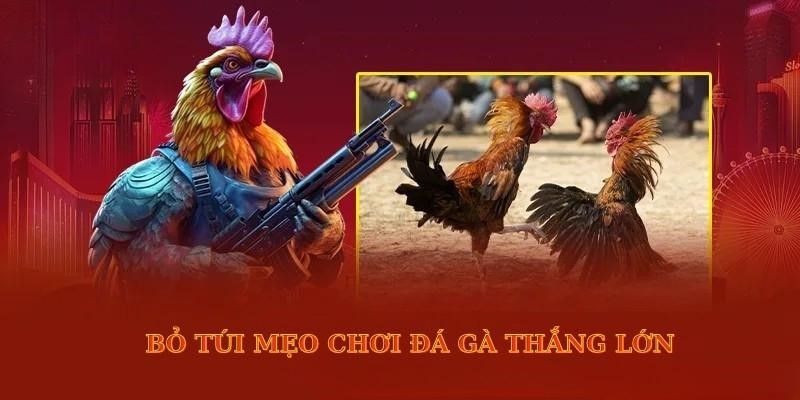 Vicclub Cockfighting - The Most Dramatic And Thrilling Experience 2025 3 8 1