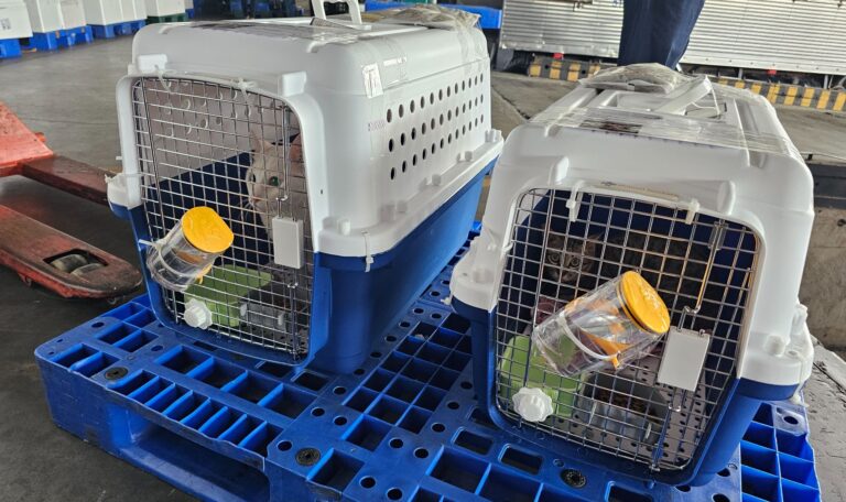 Explaining What is Needed for International Pet Transport 1 Explaining What is Needed for International Pet Transport
